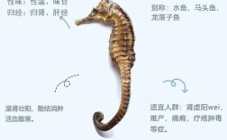 海马的功效与作用价格／海马的功效主治